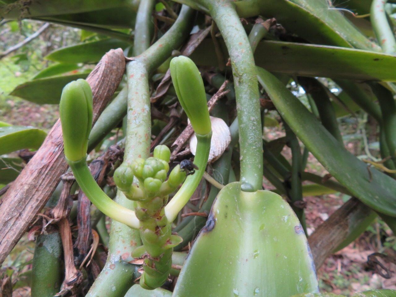 Flower buds and young pods on the vanilla vine