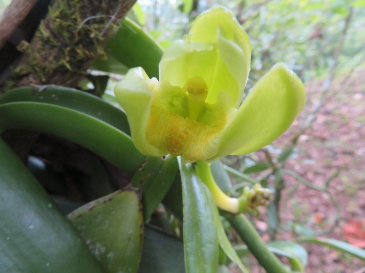 A vanilla orchid in flower on the AzoVanilla plantation in Costa Rica